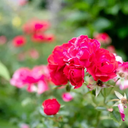 Appartement Untermetzgersbauernhof Alpirsbach