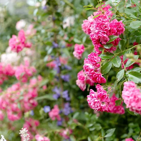 Untermetzgersbauernhof Alpirsbach